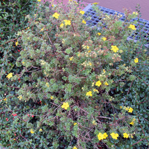 Zufallsbild von Bredes Eck